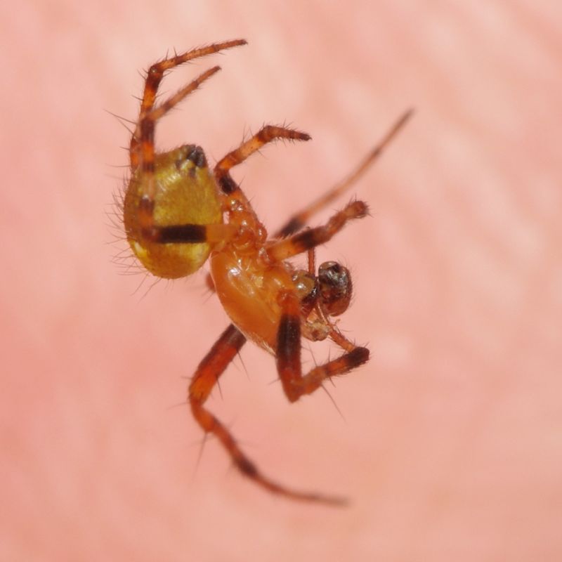 A1162